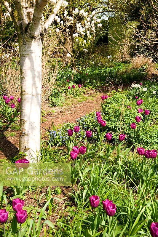 Tulipa 'Purple Prince' below white stemmed Betula - Birch. RHS Garden Hyde Hall, Rettendon, Chelmsford, Essex, UK