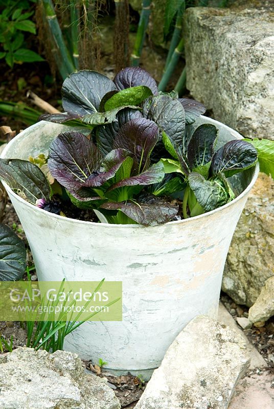 Red Pak choi growing in a bucket