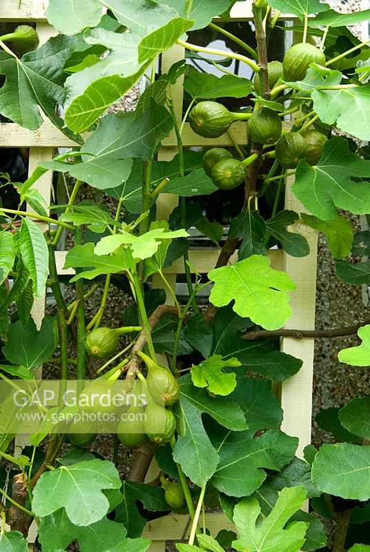Figs - Ficus carica