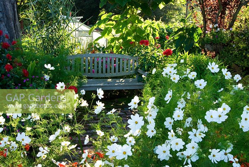 Wooden bench amongst Cosmos 'Purity', crocomias and dahlias with greenhouse beyond