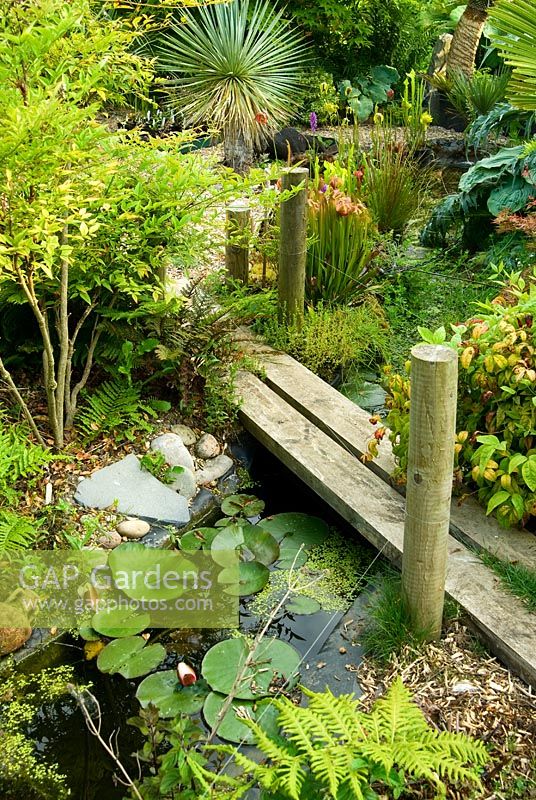 Little bridge over pond with Nandina domestica on left, ferns, spikey Yucca rostrata beyond and carnivorous plants planted on pond edge