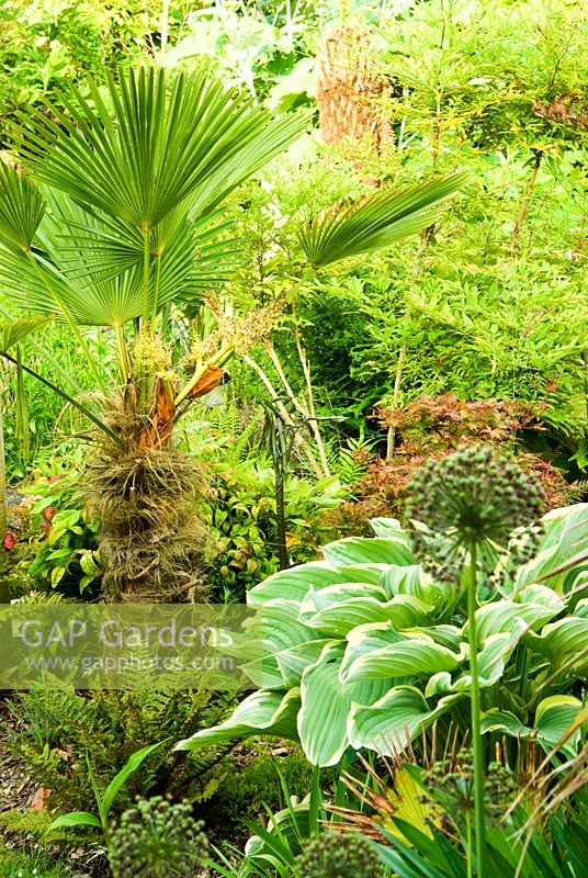 Trachycarpus wagnerianus surrounded by foliage of ferns, hostas and allium seedheads.  