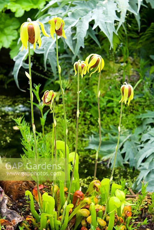 Darlingtonia californica in flower beside the pond with glaucous cardoon behind, Cynara cardunculus.