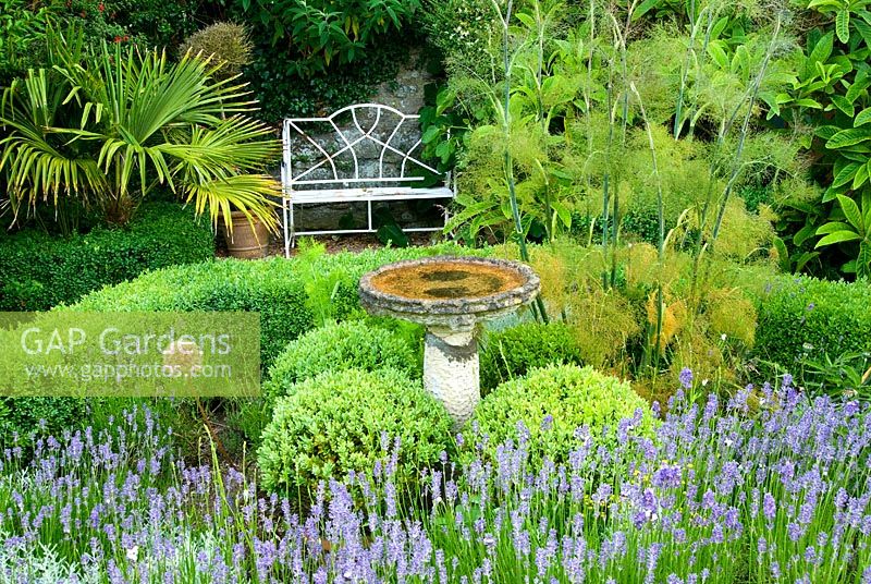 Small herb garden with seating and box hedging includes lavenders and fennel with a central birdbath