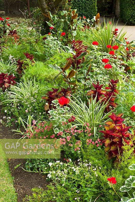 Colourful summer border with planting including Geranium, Canna, Coleus blume and Nemesia
