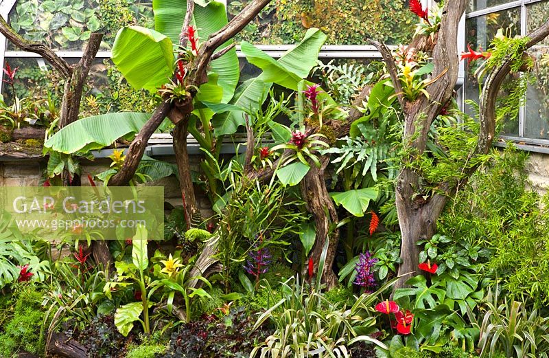 Sub-tropical rainforest plants developed amongst discarded branches. Bromiliads, Vriesea gladiolifora, Anthuriums, Palms and grasses
