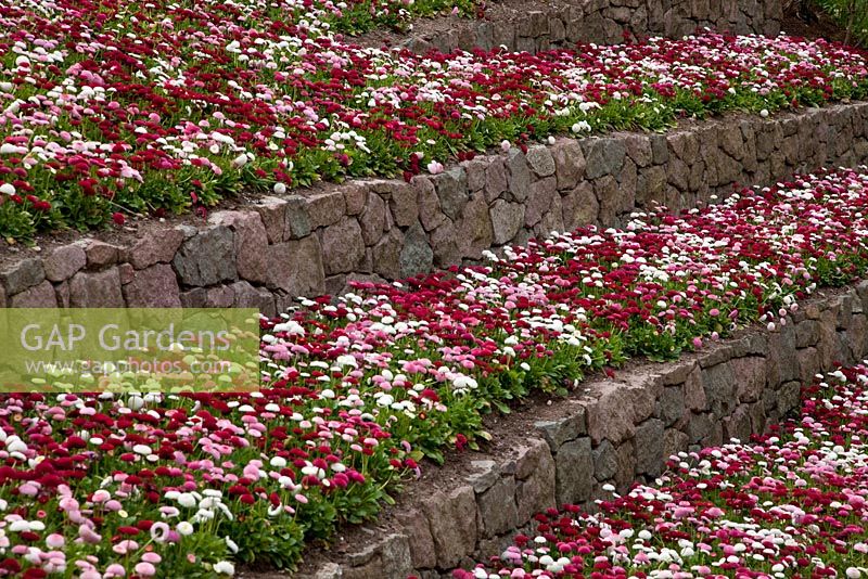 Bellis perennis planted in stonewall backed terraces