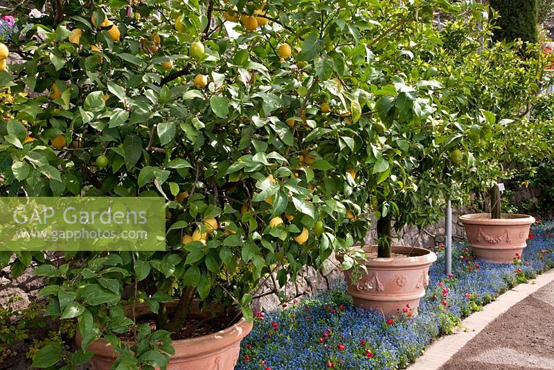 Citrus fruits in terracotta pots with underplanting of Anemone coronaria and Myosotis