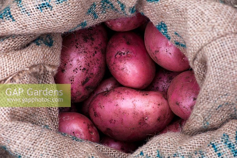 Solanum tuberosum Amorosa - Storing Red Potato Amorosa in a sack