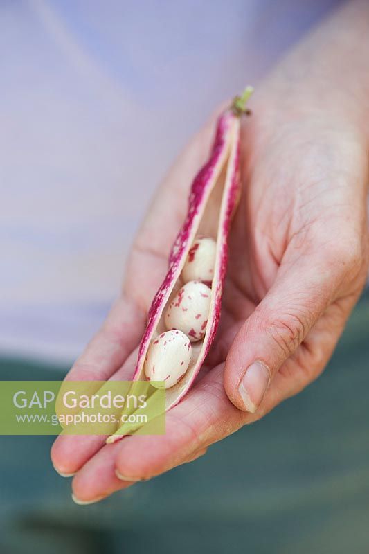 Phaseolus vulgaris - Gardeners Hand holding a Borlotti bean pod with beans