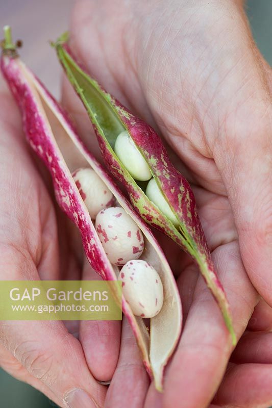 Phaseolus vulgaris - Gardeners Hands holding Borlotti bean pods with beans