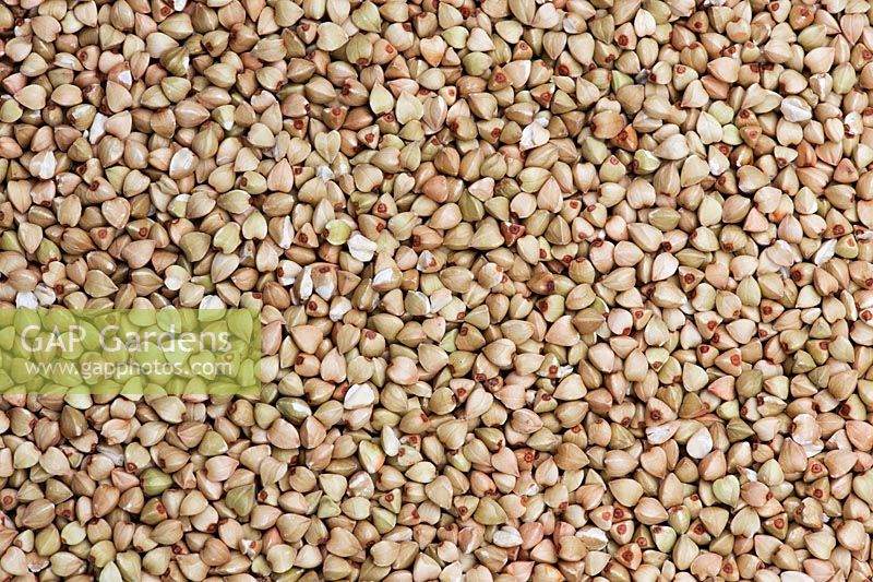 Fagopyrum esculentum - Buckwheat seed
