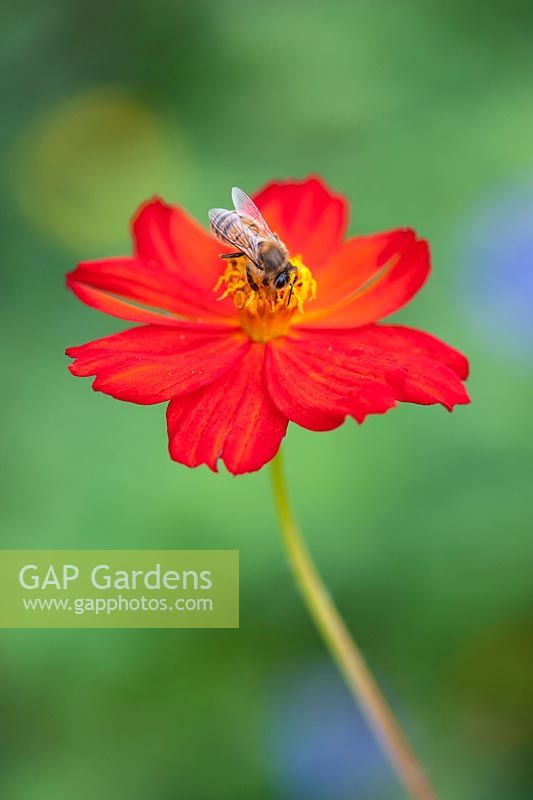 Cosmos sulphureus Polidor - Honey bee on Mexican aster