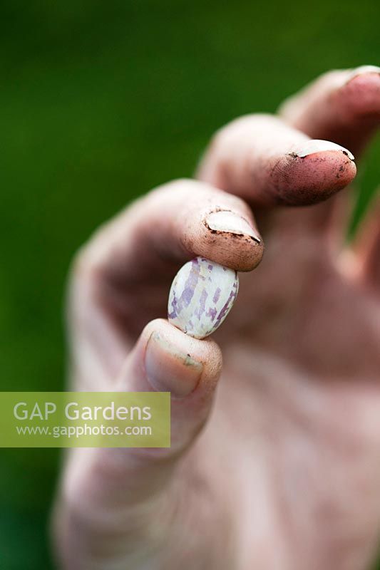 Phaseolus vulgaris - Gardeners Hands holding a Borlotti bean