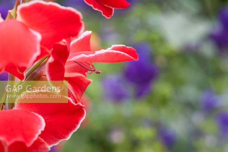 Gladiolus Atom - Gladioli flower