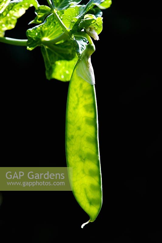 Pisum sativum - Mangetout Pea Reuzensuiker. Snap pea against dark background