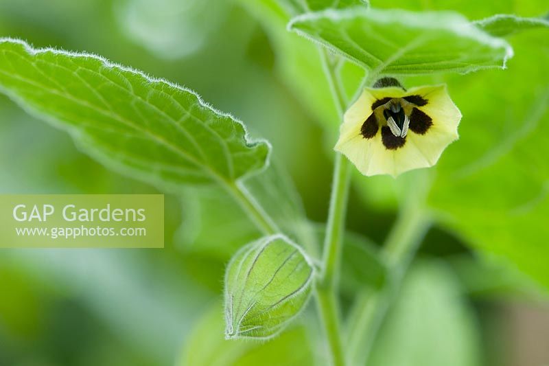 Physalis peruviana - Cape gooseberry flower and papery calyx 