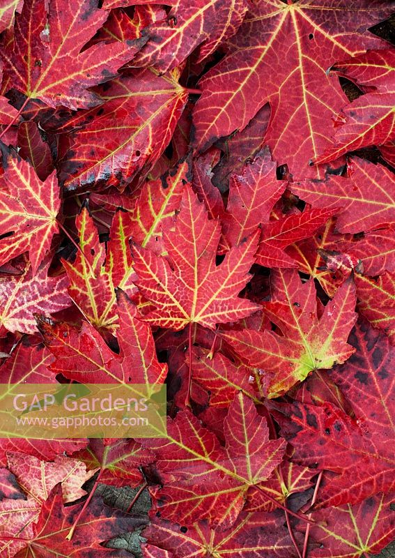 Acer leaves - Japanese Maple leaves changing colour in autumn
