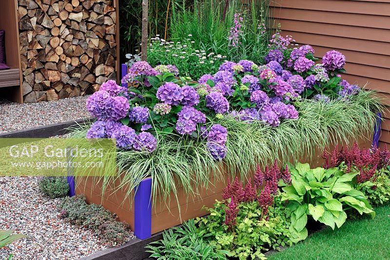 Hydrangea 'Teller Blue' with Carex 'Evergold' in timber frame raised bed - RHS Tatton Park Flower Show 2011
 