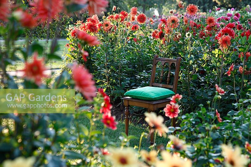 Wood chair in a Dahlia garden