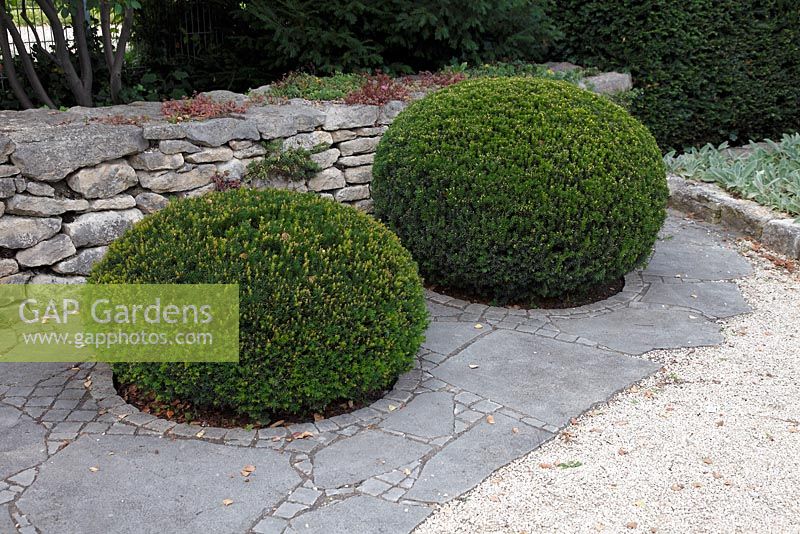 Taxus baccata - Yew topiary within flagstone surface