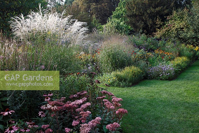 Autumn garden with Miscanthus sinensis 'Undine', Sedum 'Matrona' and Aster