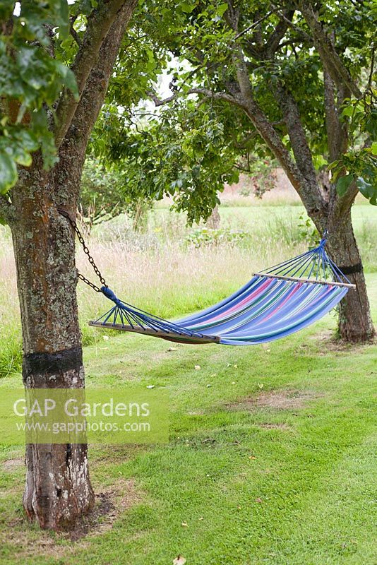 Hammock hung between two mature apple trees, The Round House