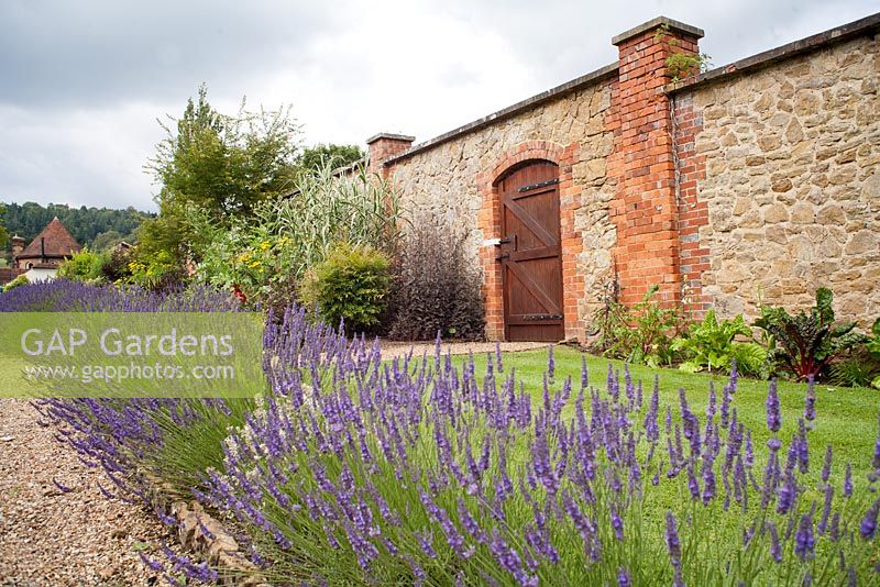 Lavender border in walled garden, The Round House