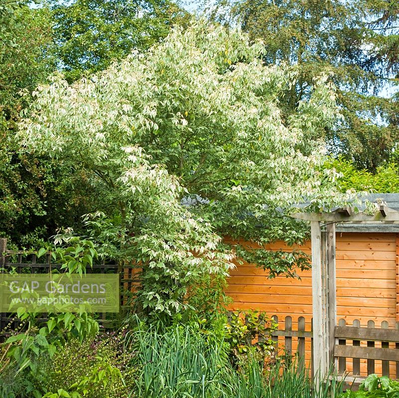 Acer negundo 'Flamingo' - Ash leaved Maple, Rowley Hose Farm (NGS) Country Garden,  June, Staffordshire England UK