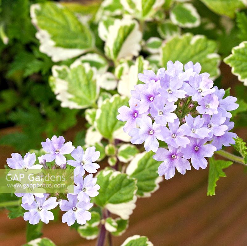 Plectranthus forsteri 'Marginatus' with pale lilac Verbena planted in container, August