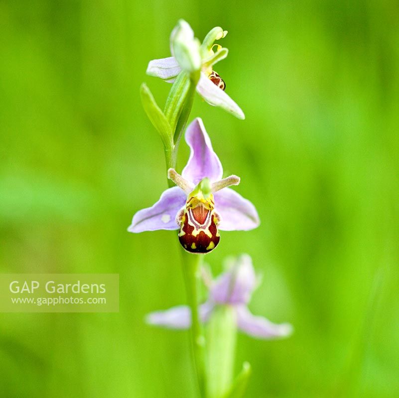 Ophrys Apifera - Bee Orchid 