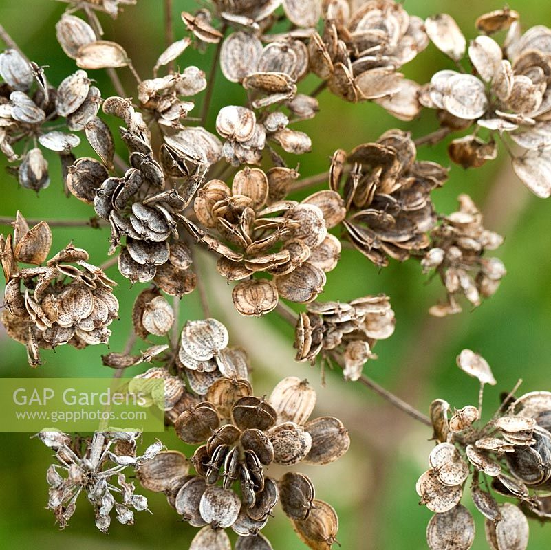 Heracleum mantegazzianum - Giant Hogweed seedheads 