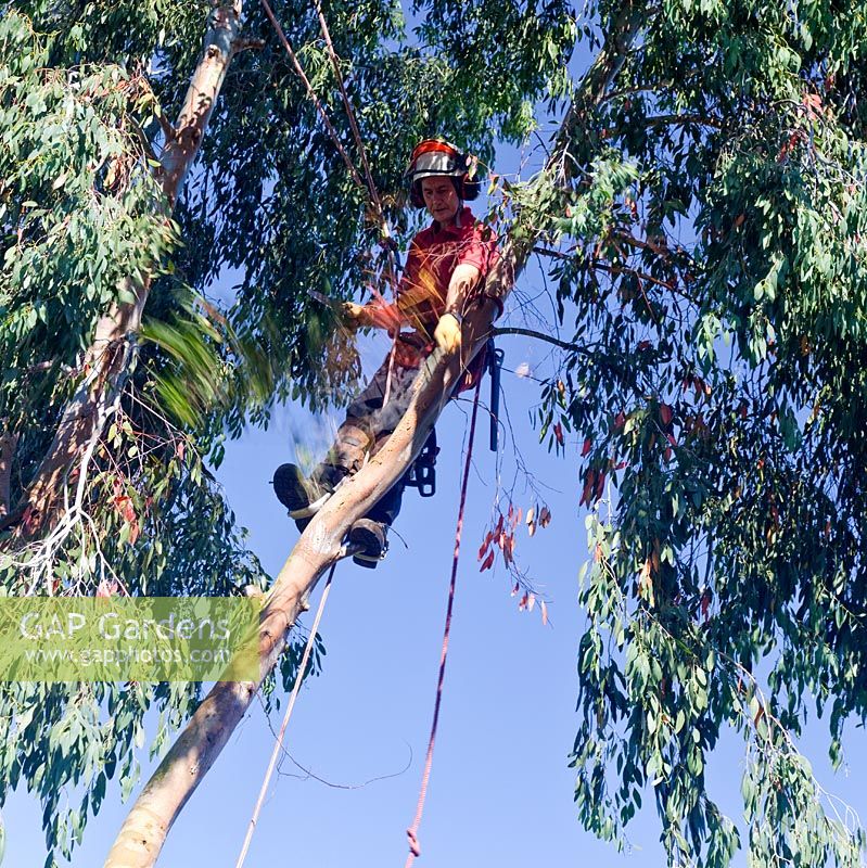Tree Surgeon working on dismantliing a mature Eucalyptus tree at High Meadow Cannock Chase, England, UK
