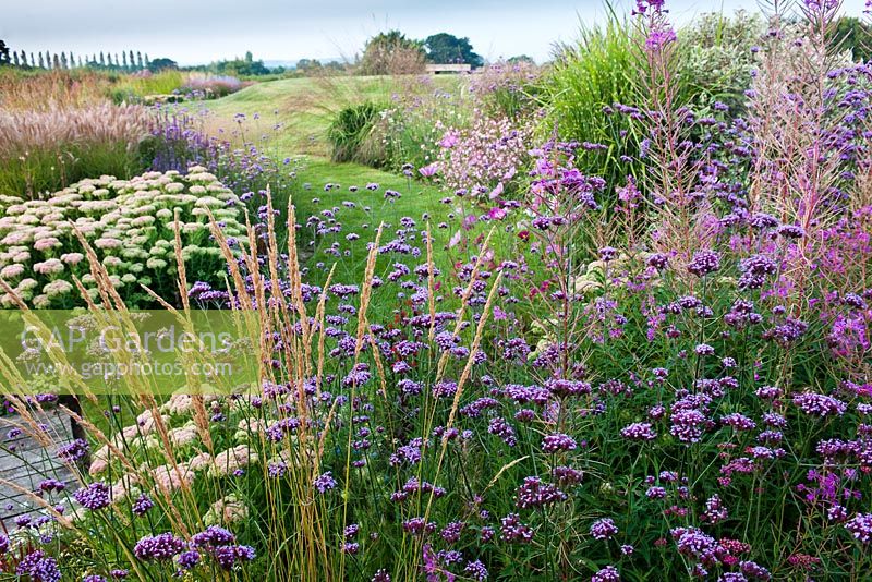 Winding grass path through borders of Verbena bonariensis and grasses, The Oast House, Sussex
