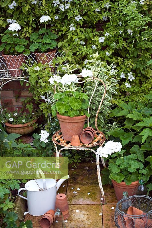 White Geranium in pot on vintage chair in 'white' garden