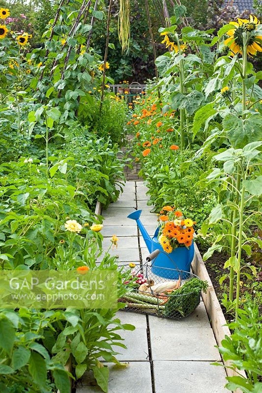 Blue watering can with Marigolds on path in vegetable garden
