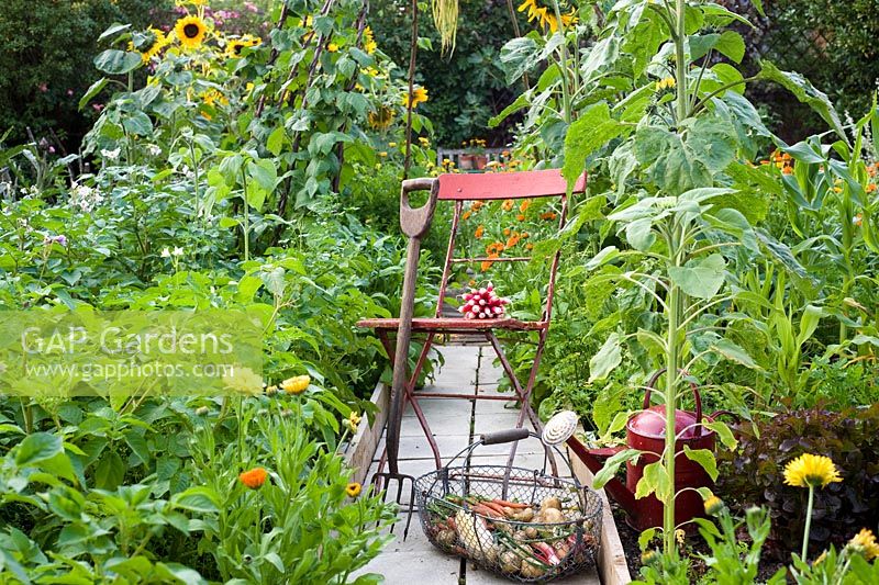 Red chair on path of vegetable garden with Sunflowers, with produce in wire trug 
