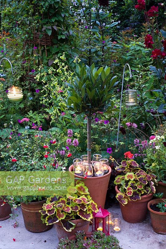 Various tealights with containers on terrace and in border, plants including Bay Tree, geraniums and salvia