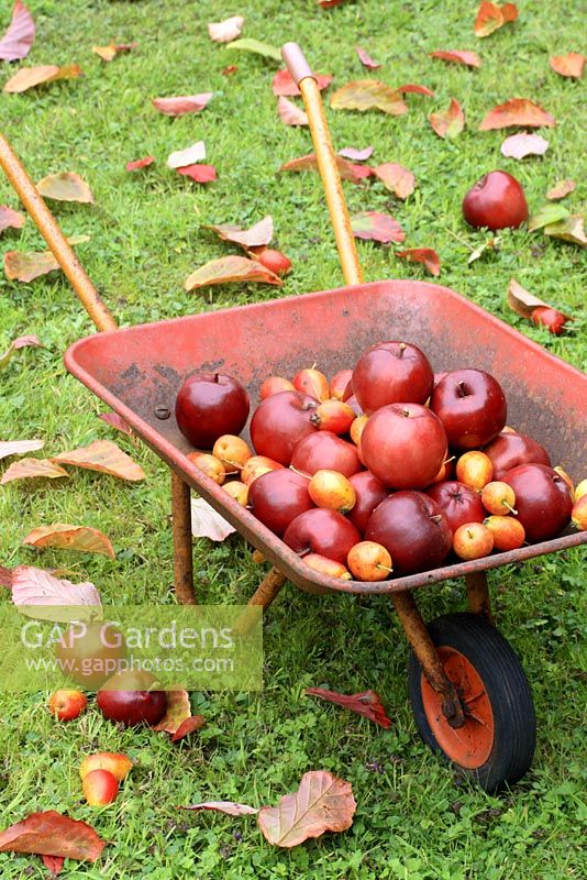 Malus 'Harry Baker' and 'John Downie' - Apples in a child's wheelbarrow