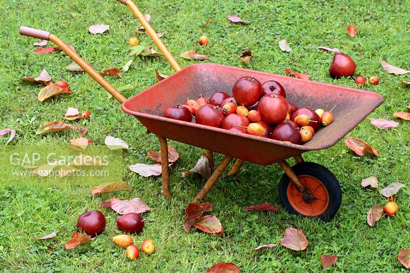 Malus 'Harry Baker' and 'John Downie' - Apples in a child's wheelbarrow