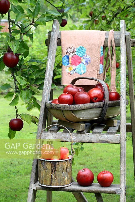 Malus 'Harry Baker' - Apples in trug and metal bucket on wooden step ladder with patchwork apron 