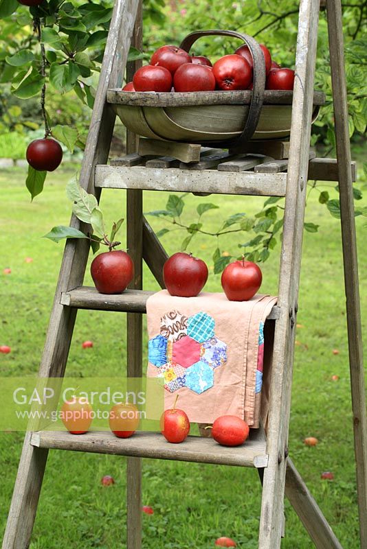 Malus 'Harry Baker' - Apples in trug on wooden step ladder with patchwork apron 