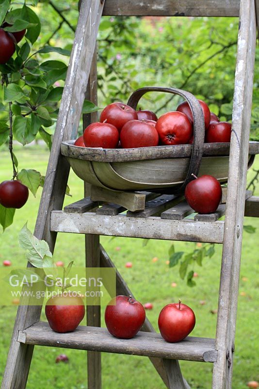Malus 'Harry Baker' - Apples in trug on wooden step ladder autumn autumnal summer edible trugs tools equipment still life displays arrangements rustic fruits red picked harvested ladders red