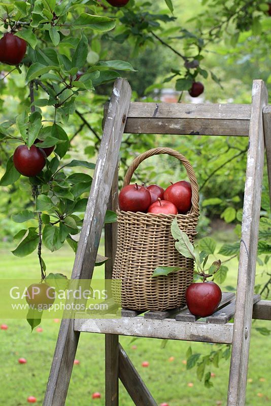 Malus 'Harry Baker' - Apples in basket on wooden step ladder 