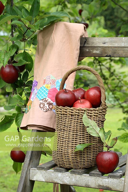 Malus 'Harry Baker' - Apples in basket on wooden step ladder with patchwork apron