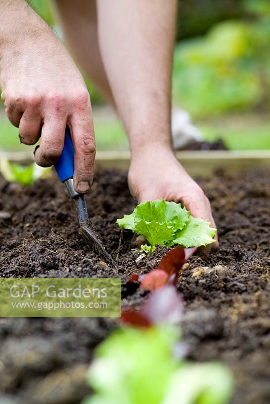 step by step, making a raised bed - planting lettuce