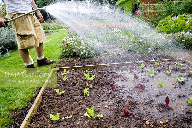 step by step, making a raised bed - watering plants