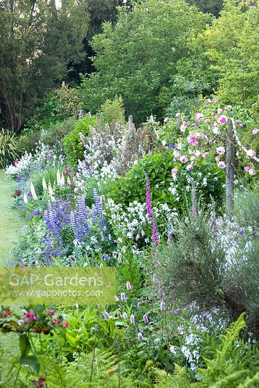 Rope swags swathed in climbing Rosa line the deep herbaceous border richly planted with cottage garden favourites, Trist, Cornwall 
 