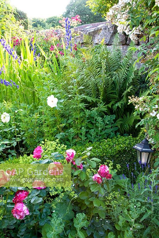 Roses mingle with Ferns and Alchemilla mollis - Merlin House, Wiltshire, UK 