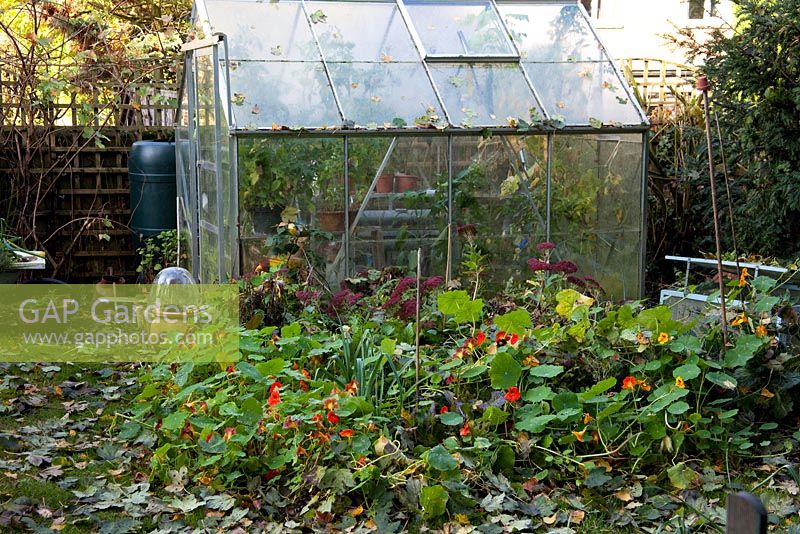 The packed greenhouse stands next to the mixed flower and vegetable beds - The Cottage Smallholder, Suffolk, UK 
 